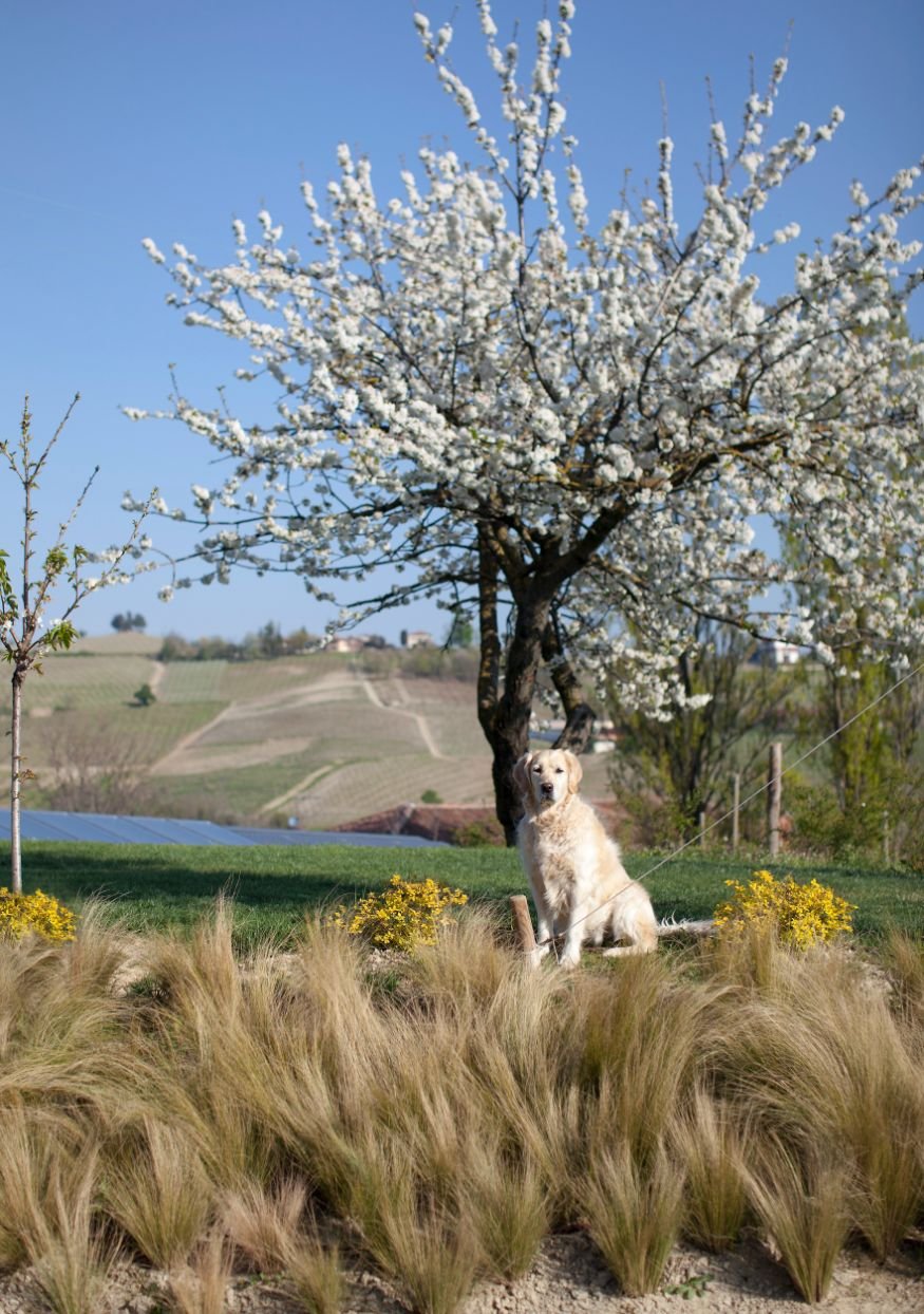 dai-gresy_agriturismo_langagood-trips_Solino_Ciuffi_Ciliegio.jpg