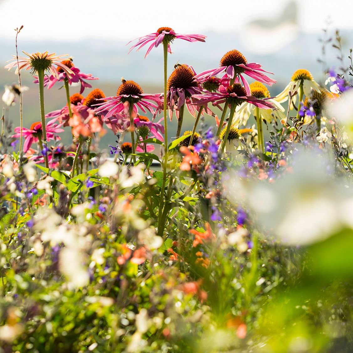 dai-gresy_agriturismo_langagood-trips_Web_Fiori_DaiGresy.jpg