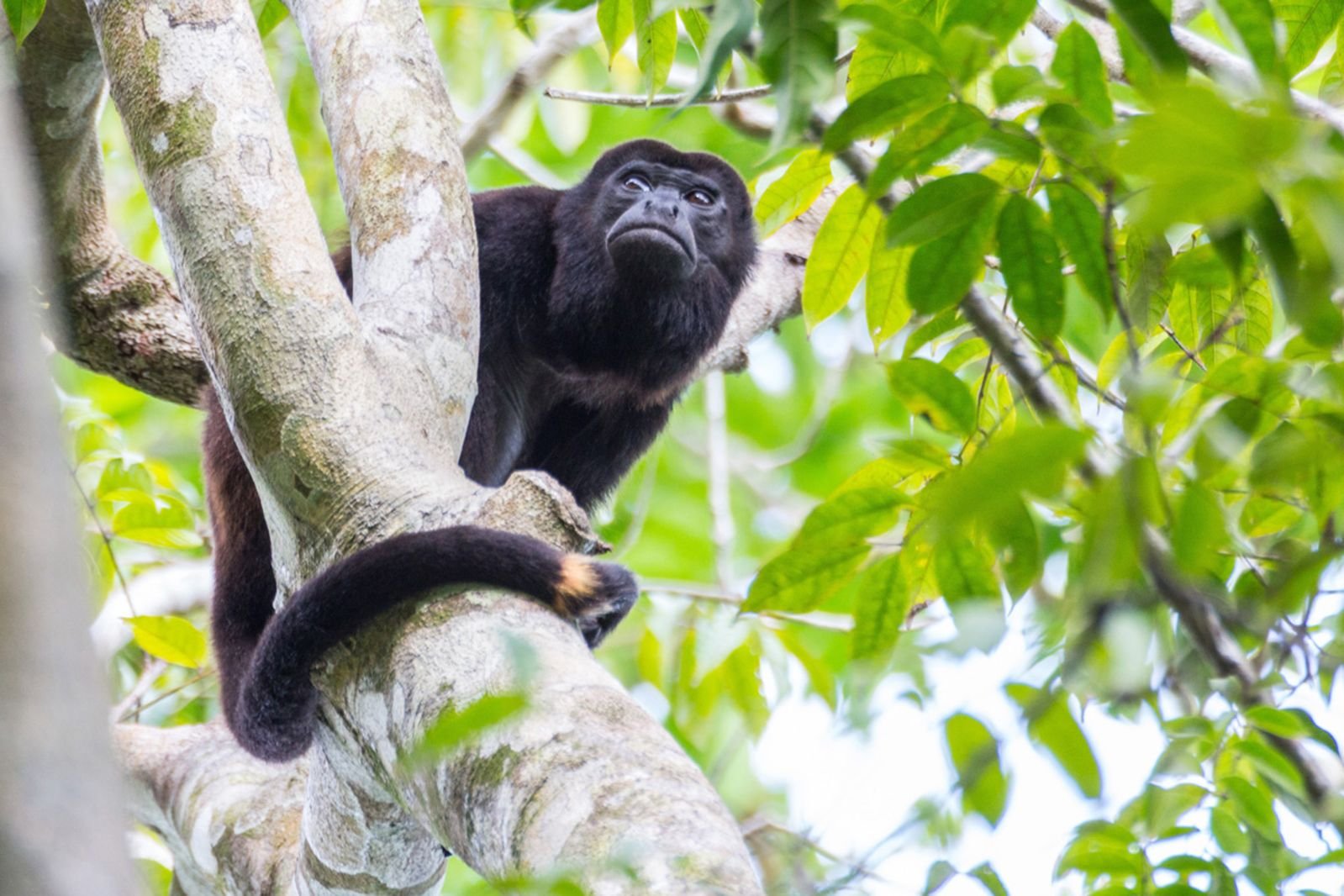 IP MonkeyGood-Trips_.jpg