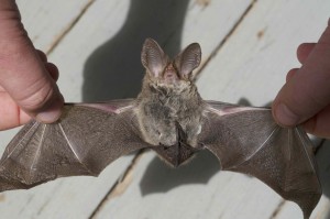 Bat