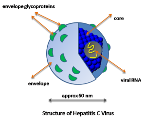 HCV_structure