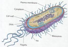 pertussis bacteria