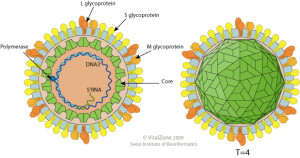 hepadnaviridae_virion