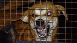 rabies-symptoms-dogs_c23c65de883c692a