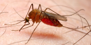 Malaria