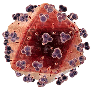 300px-Yellow-fever-virus-1-