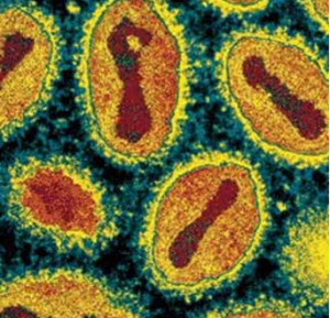 variola_virus