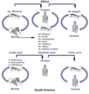 yellow fever transmission cycles