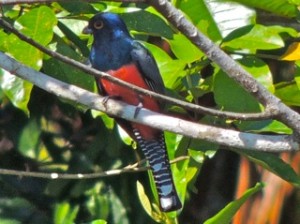 Blue-crowned Trogan