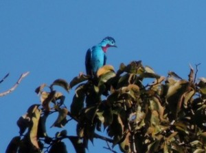 Cotinga